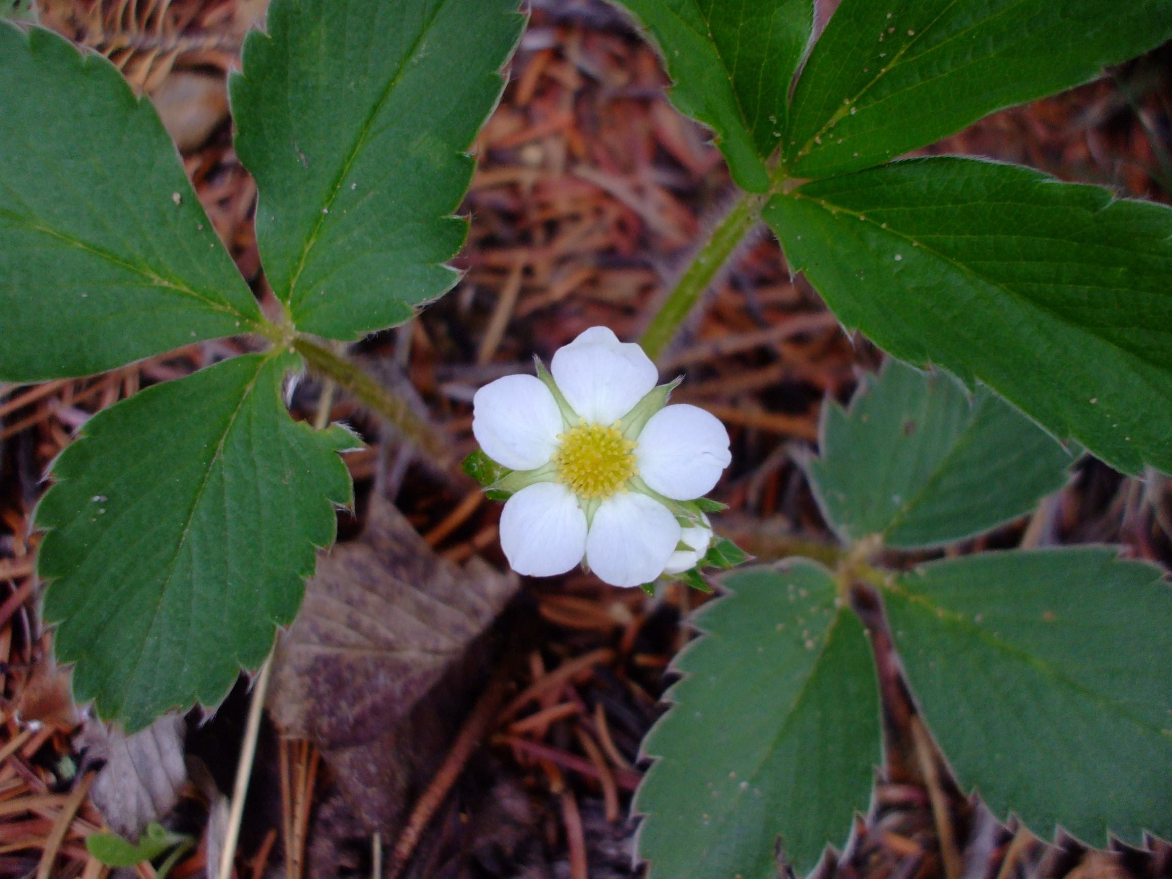 Fragaria virginiana
